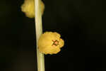 Golden colicroot